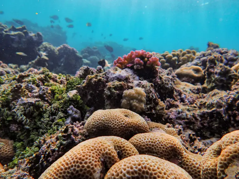 Reef fish among colourful coral