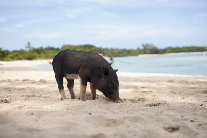 A pig on a tropical beach
